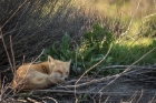 sleeping fox, Hayward Shoreline